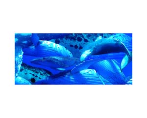 Humback Whale Swimming 3