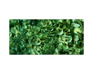 Tahiti underwater plants