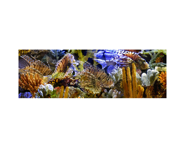 Fish Tank LA