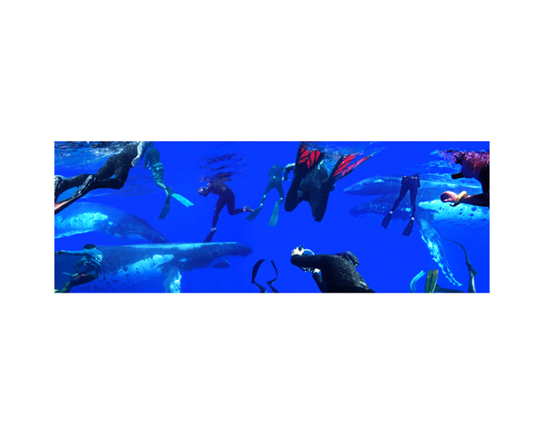 Humpbacks & Divers