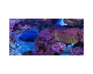 Fish Tank 2