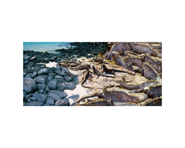 Galapagos Iguanas 1