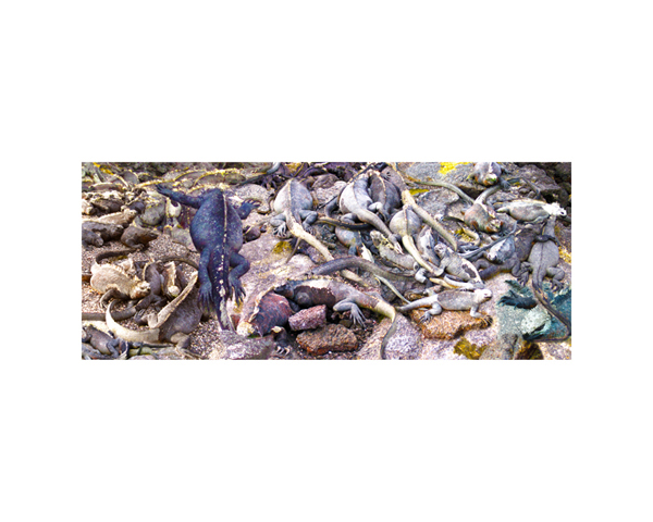 Galapagos Iguanas 4