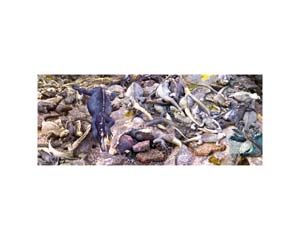 Galapagos Iguanas 4