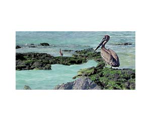 Galapagos Pellican
