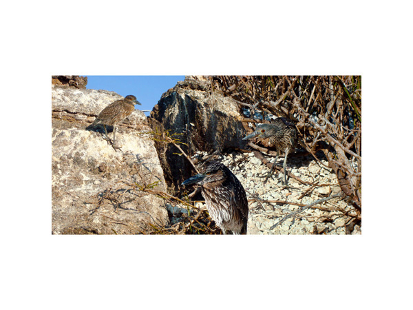Galapagos Heron 2