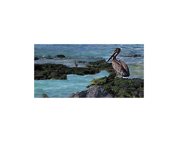 Galapagos Pellican