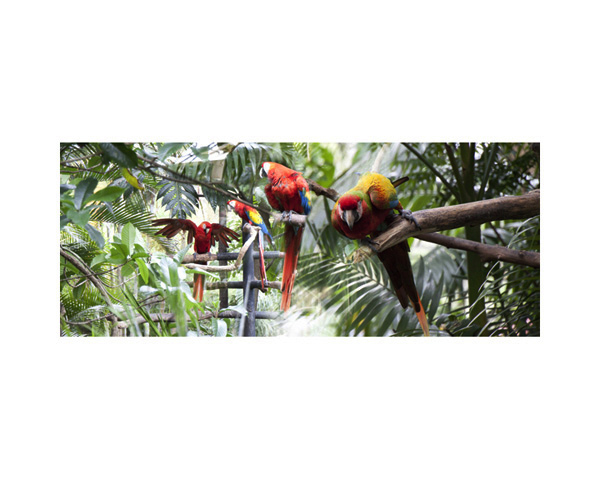 Zoo Birds
