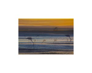 Atacama Flamingos Sunset