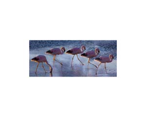 Atacama Walking Flamingo2