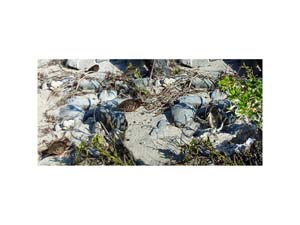 Galapagos Doves