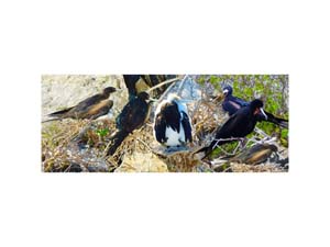 Galapagos Frigate Nests