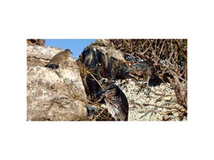 Galapagos Heron 2