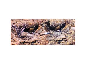 Galapagos Owl