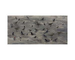 Picnic Birds Hawaii