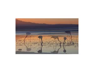 Pink Flamingoes 2