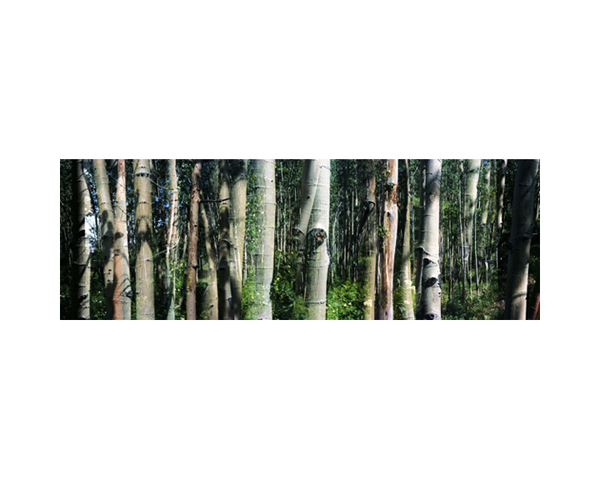 Aspen Trees Colorado