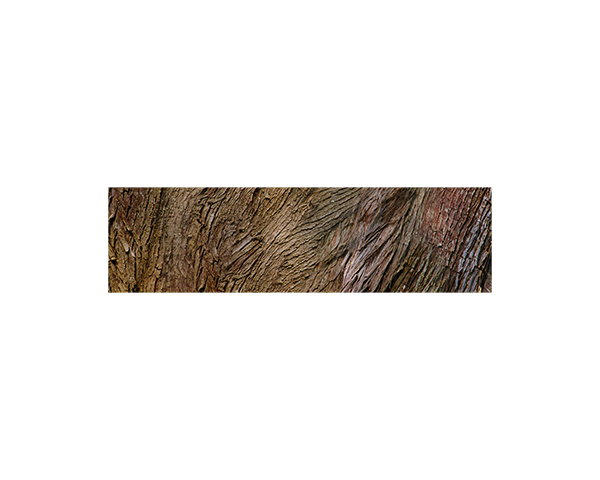 Bark 1 Cambria 