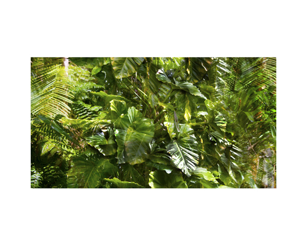 Hawaii 32