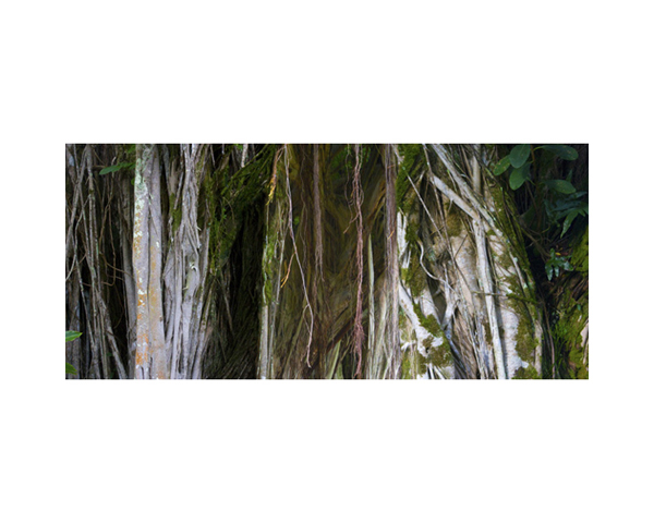 Hilo Banyon Tree Green
