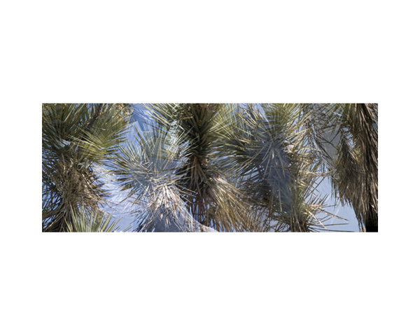 Joshua Tree 3