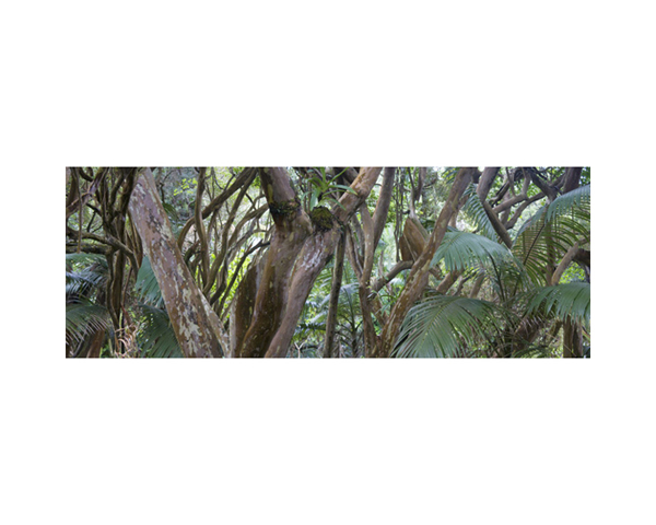 Onomea RF Brown Tree