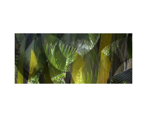 Onomea RF Fronds