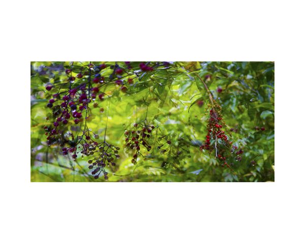 Onomea RF Fruit
