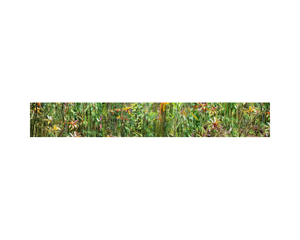 Onomea RF Jungle Ora#70047