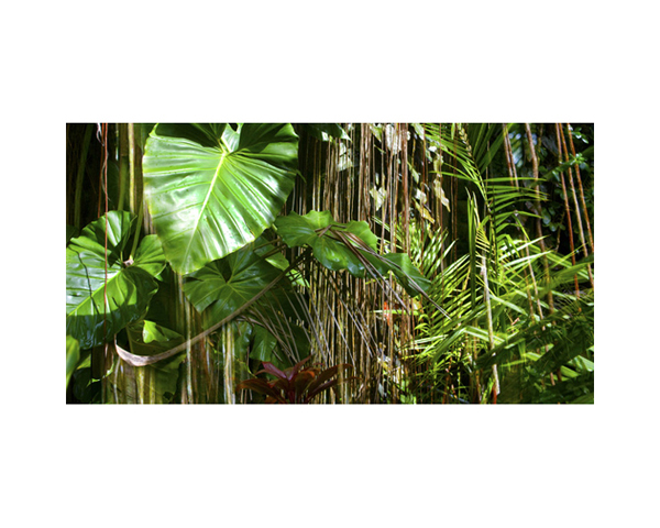 Onomea RF Leaf