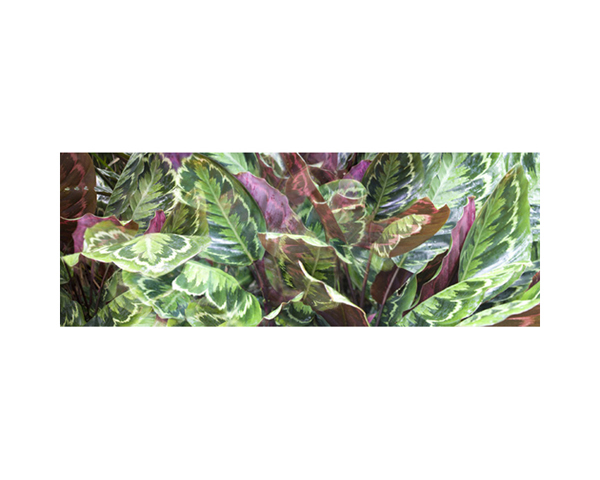 Onomea RF Variagated Pink