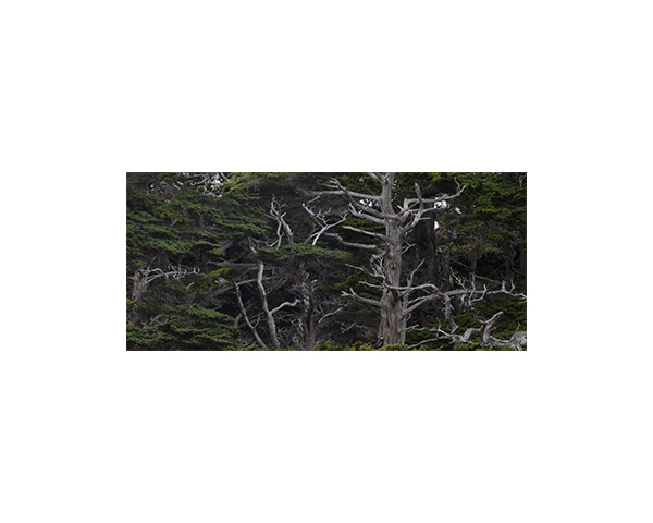 Point Lobos white trees 1 
