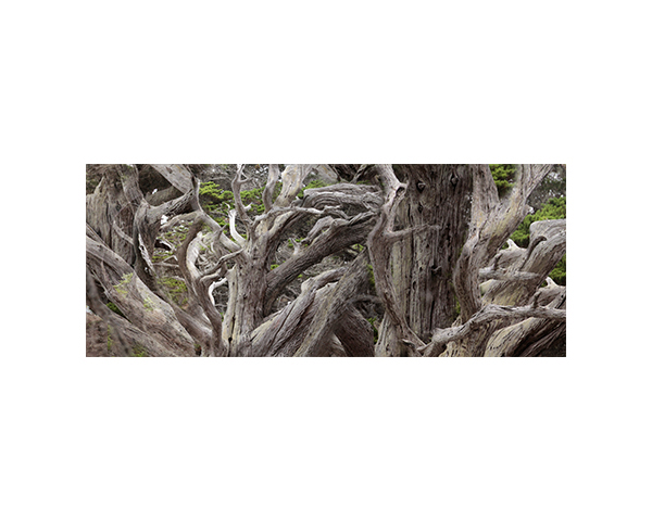 Point Lobos white trunks 