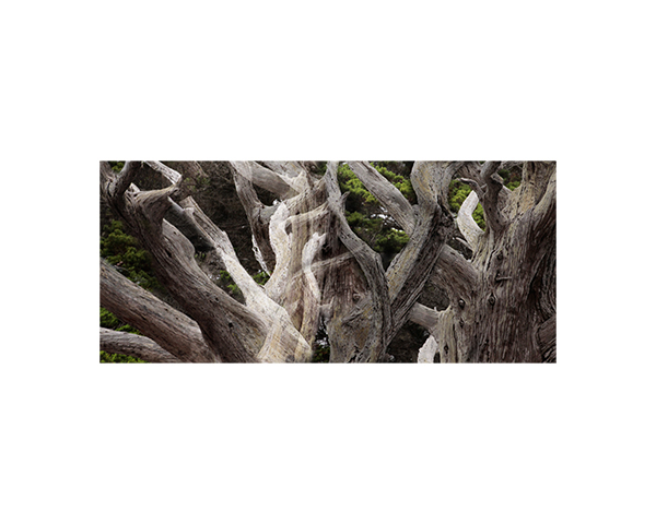 Point Lobos white trunks 2
