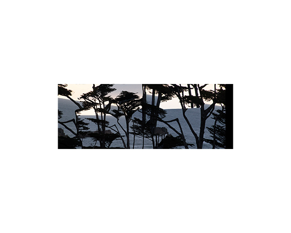 Spindrift Sunset Trees 4