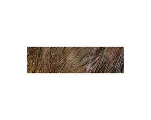 Bark 1 Cambria 