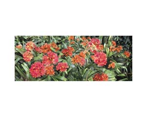 Flowers BH Red & Green