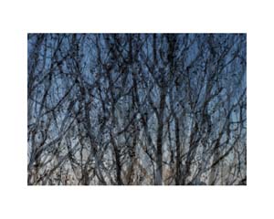 Getty Trees 1 LA