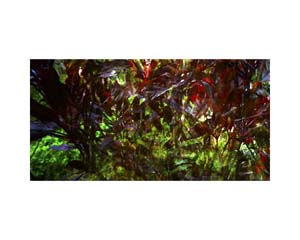 Hawaii 35