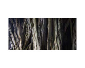 Hilo Banyan Shadow