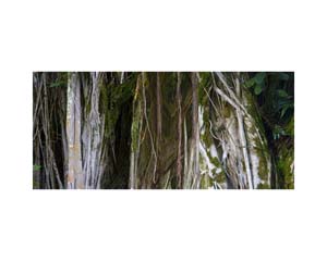 Hilo Banyon Tree Green