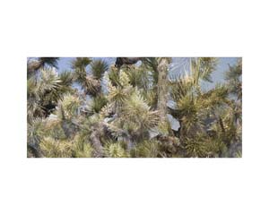 Joshua Tree 2
