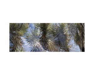 Joshua Tree 3