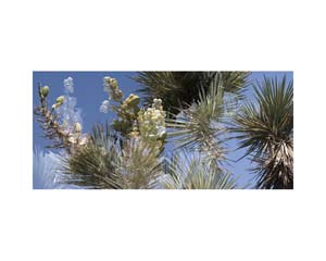 Joshua Tree 4