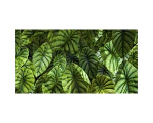 Onomea RF Big Leaves