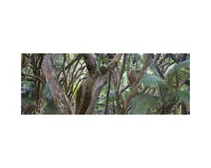 Onomea RF Brown Tree