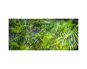 Onomea RF Fireworks Green