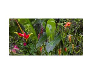 Onomea RF Flowers Bloom