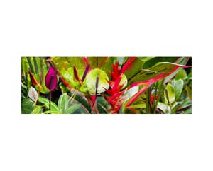 Onomea RF Flowers Paint