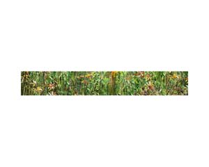 Onomea RF Jungle Ora#70047